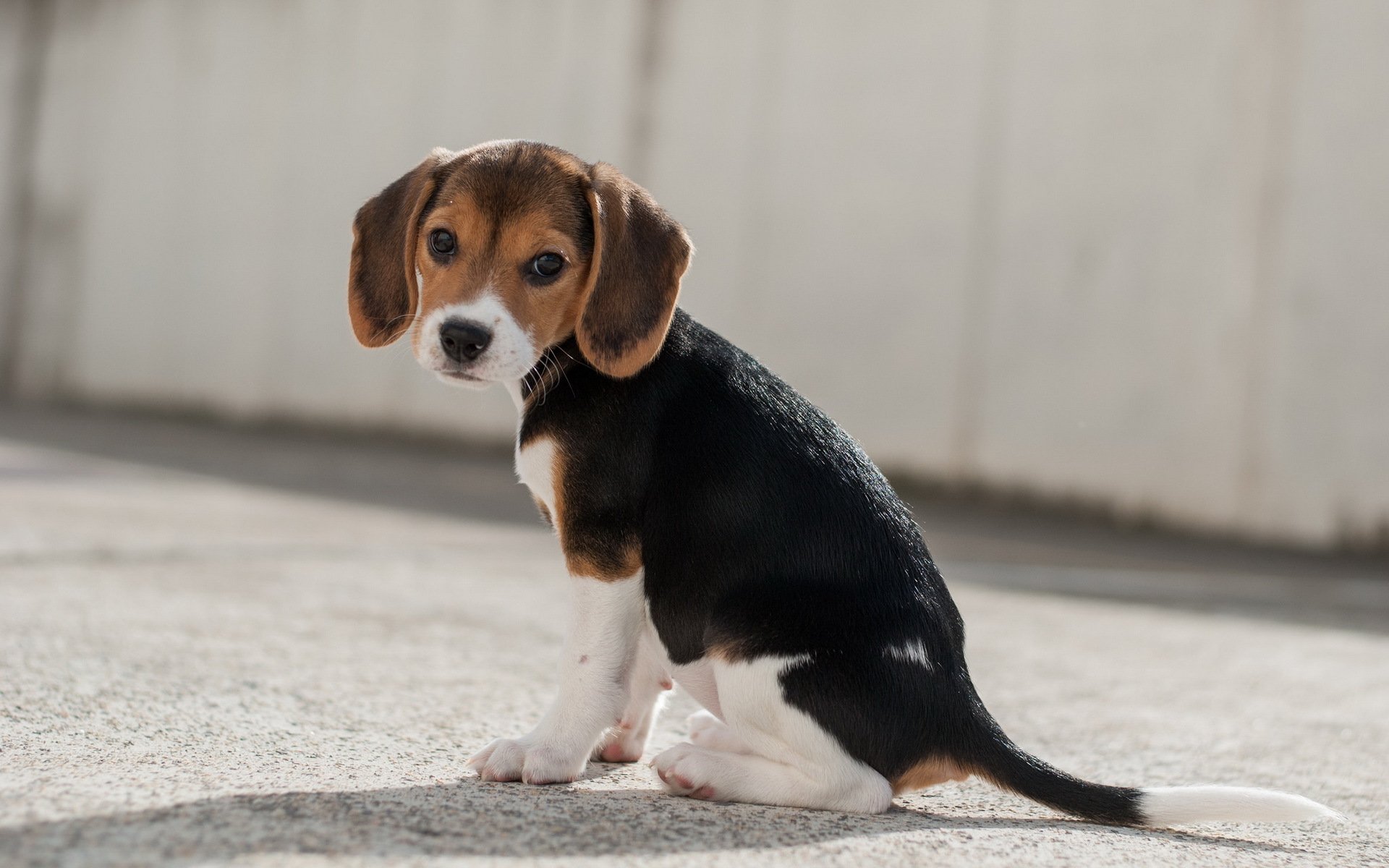 dog view other beagle
