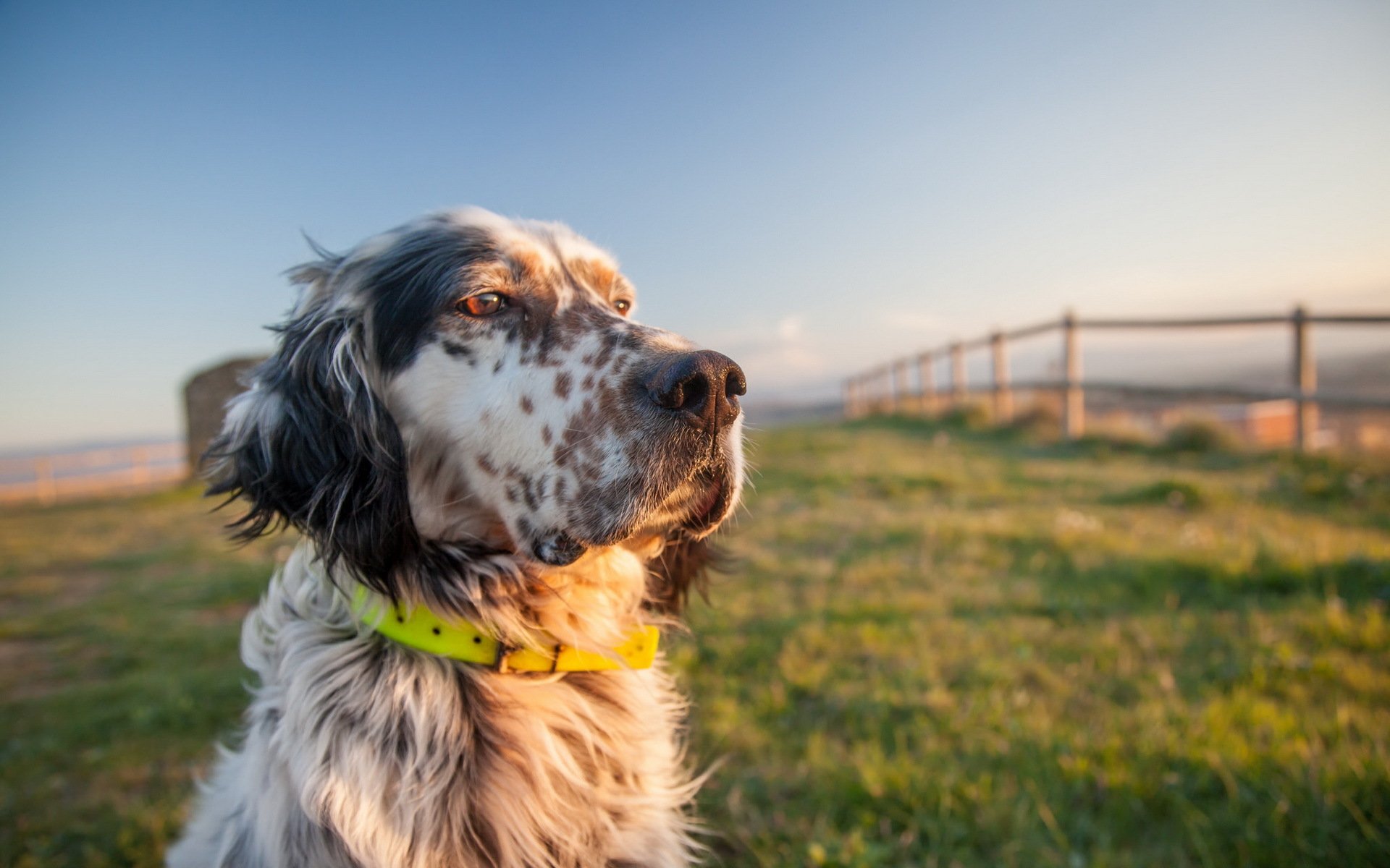 dog view other