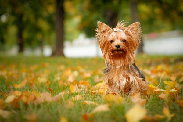 Cute york on the grass with autumn leaves