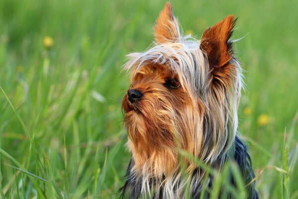 A small dog in the green grass