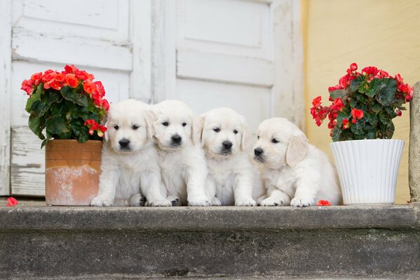 Four puppies on the porch with flowers