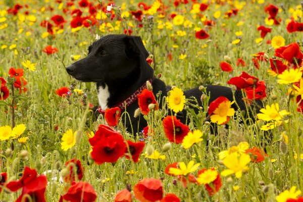 A dog in a poppy meadow