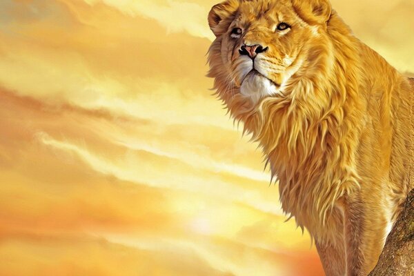 A lion with a gorgeous mane