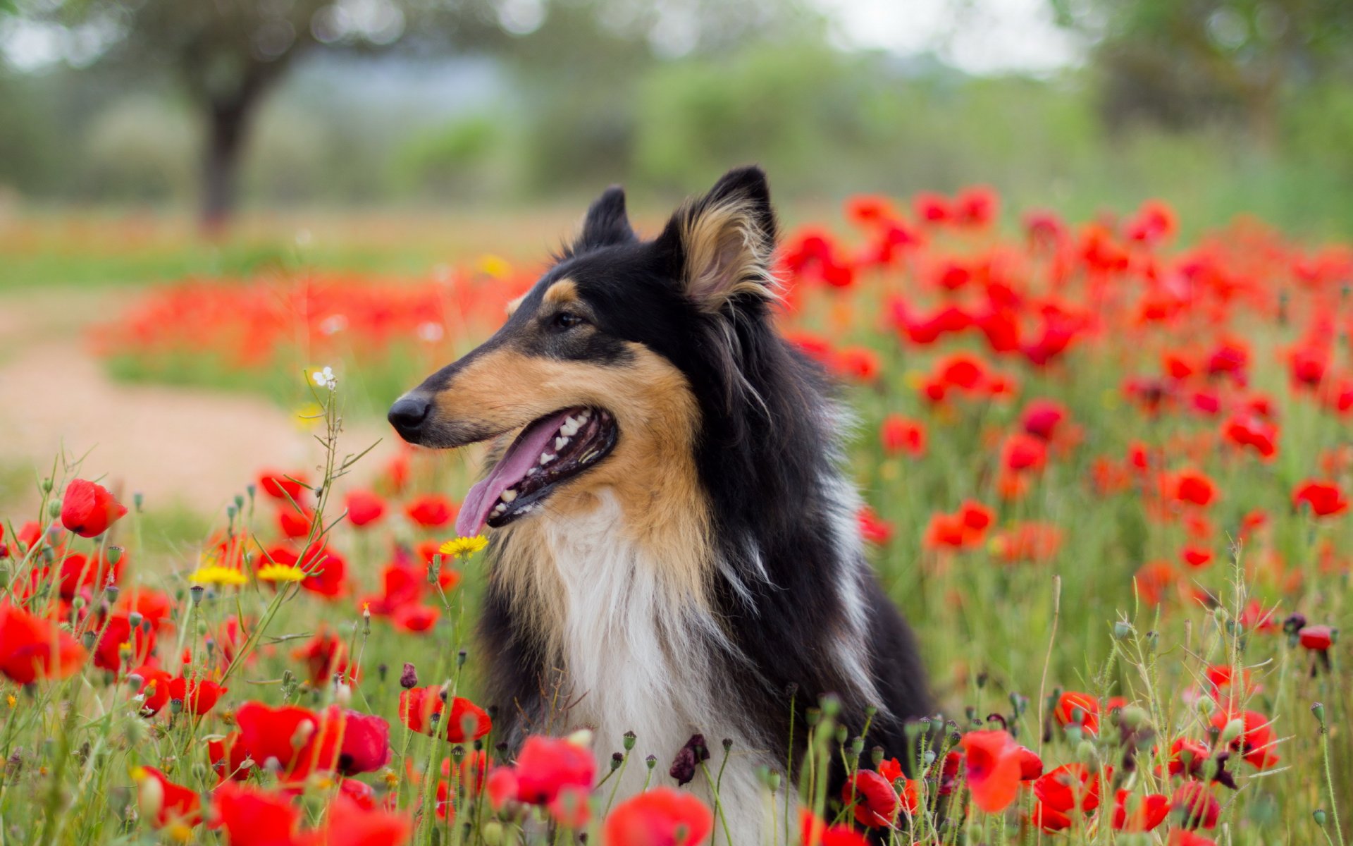 dog view other poppie