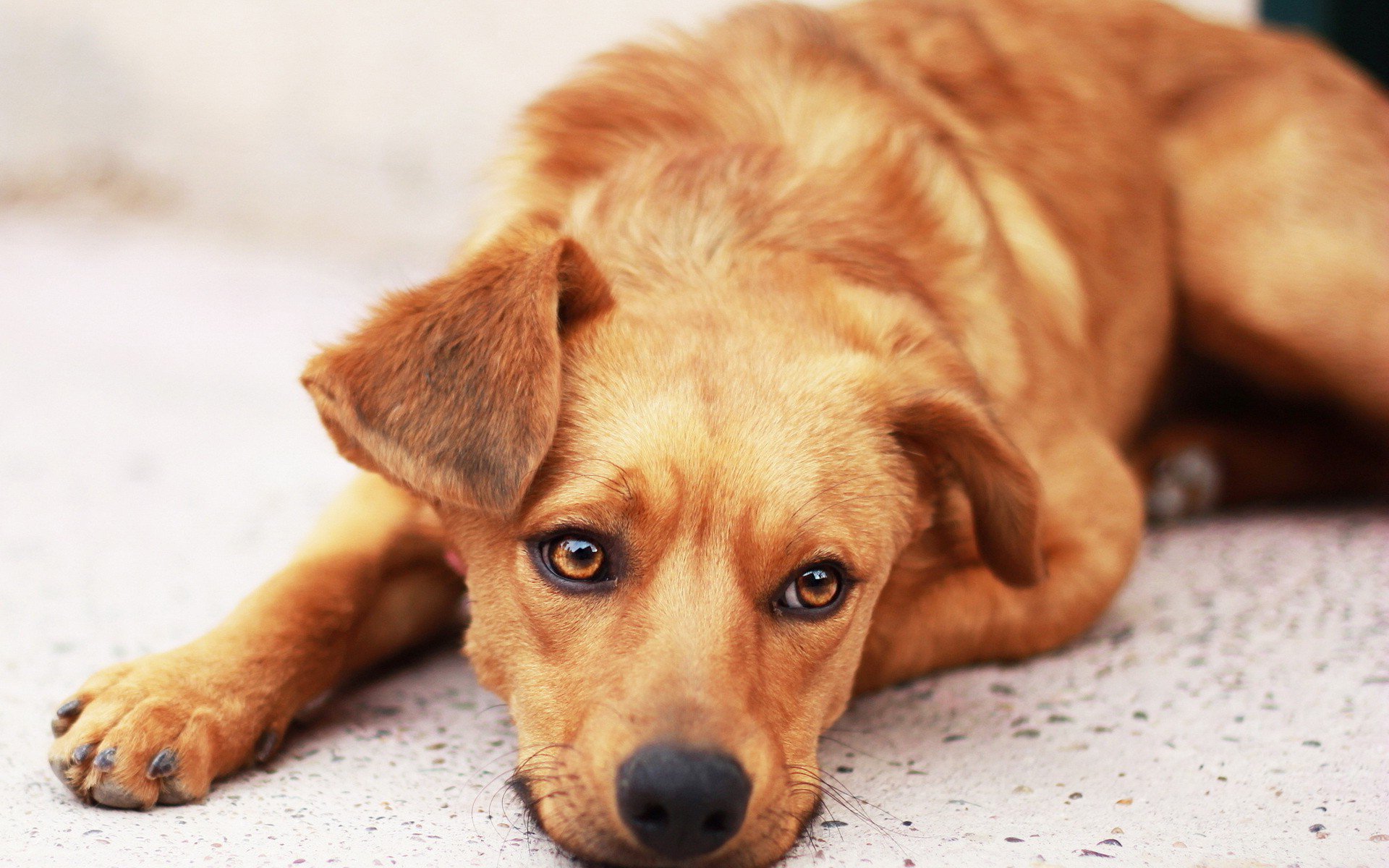 dog sadness hope expectation