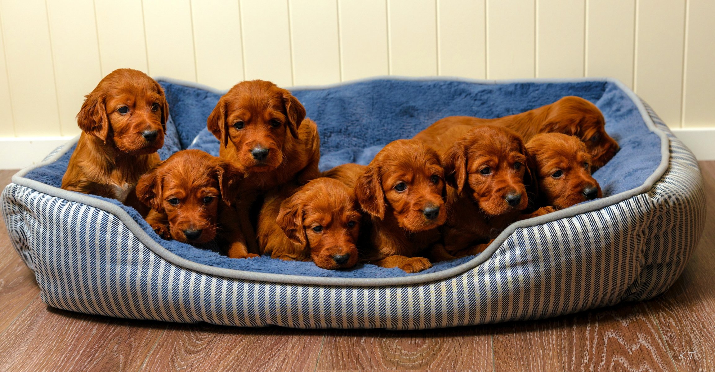 dogs puppies house