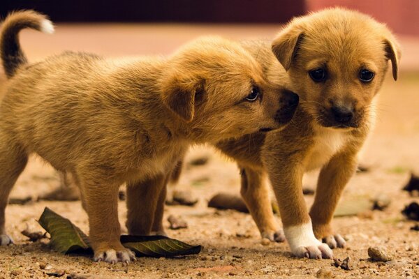 Two identical puppies
