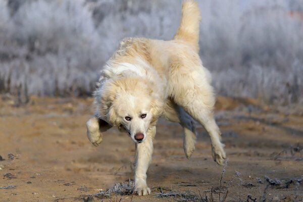 The dog rushes to his master