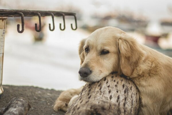 The dog is sad for his master