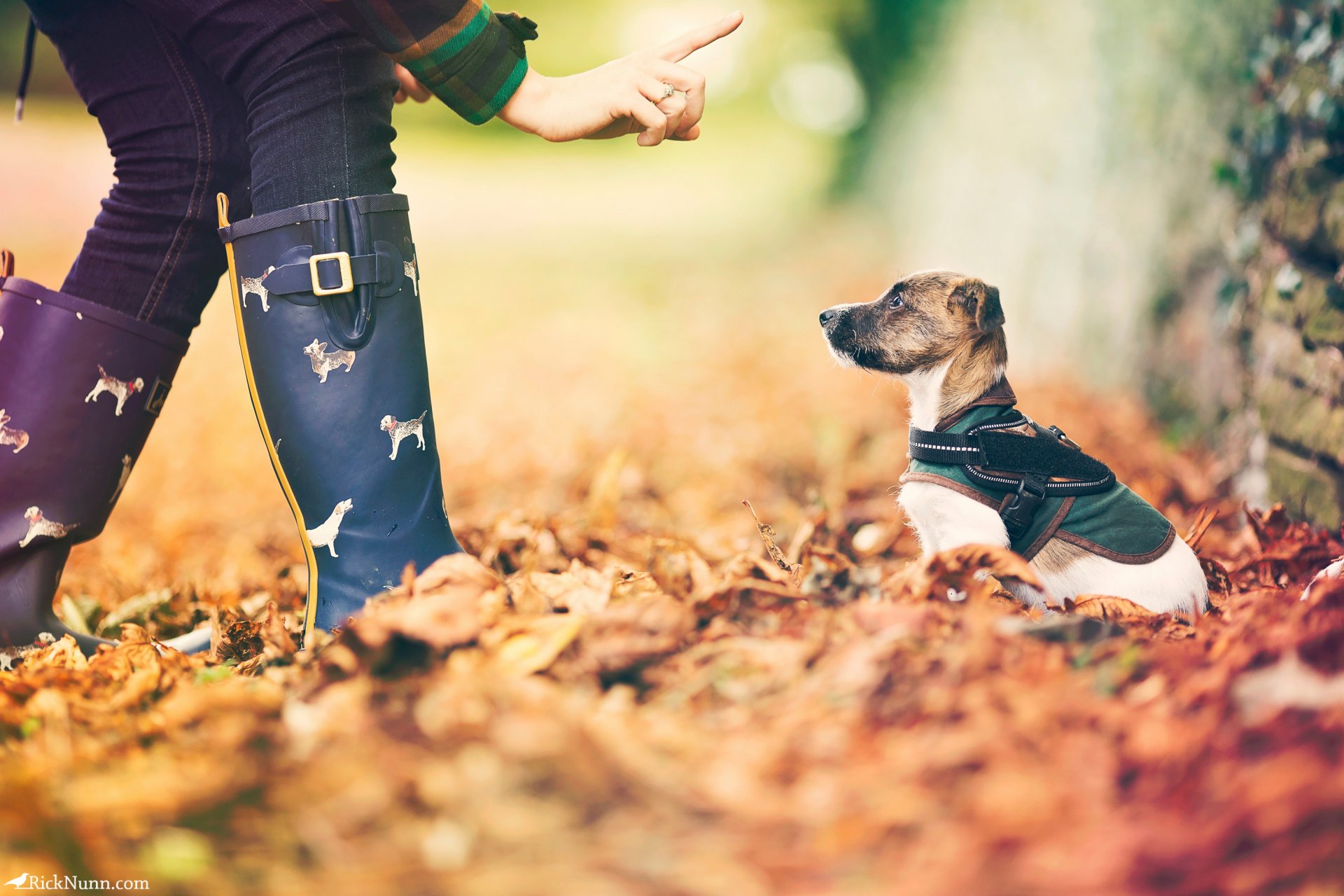 dog autumn leaves bokeh a small one
