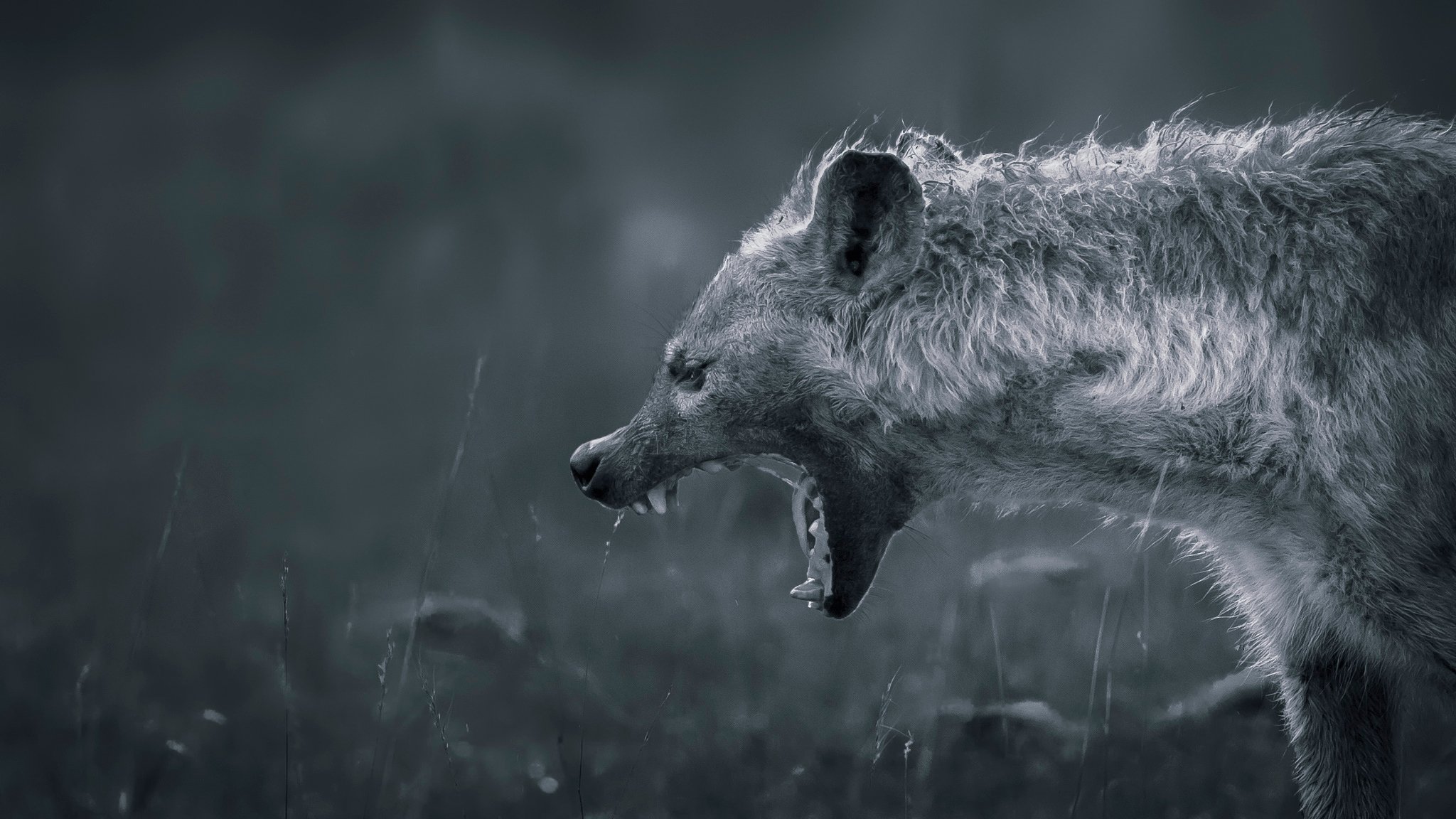 hyena fall teeth