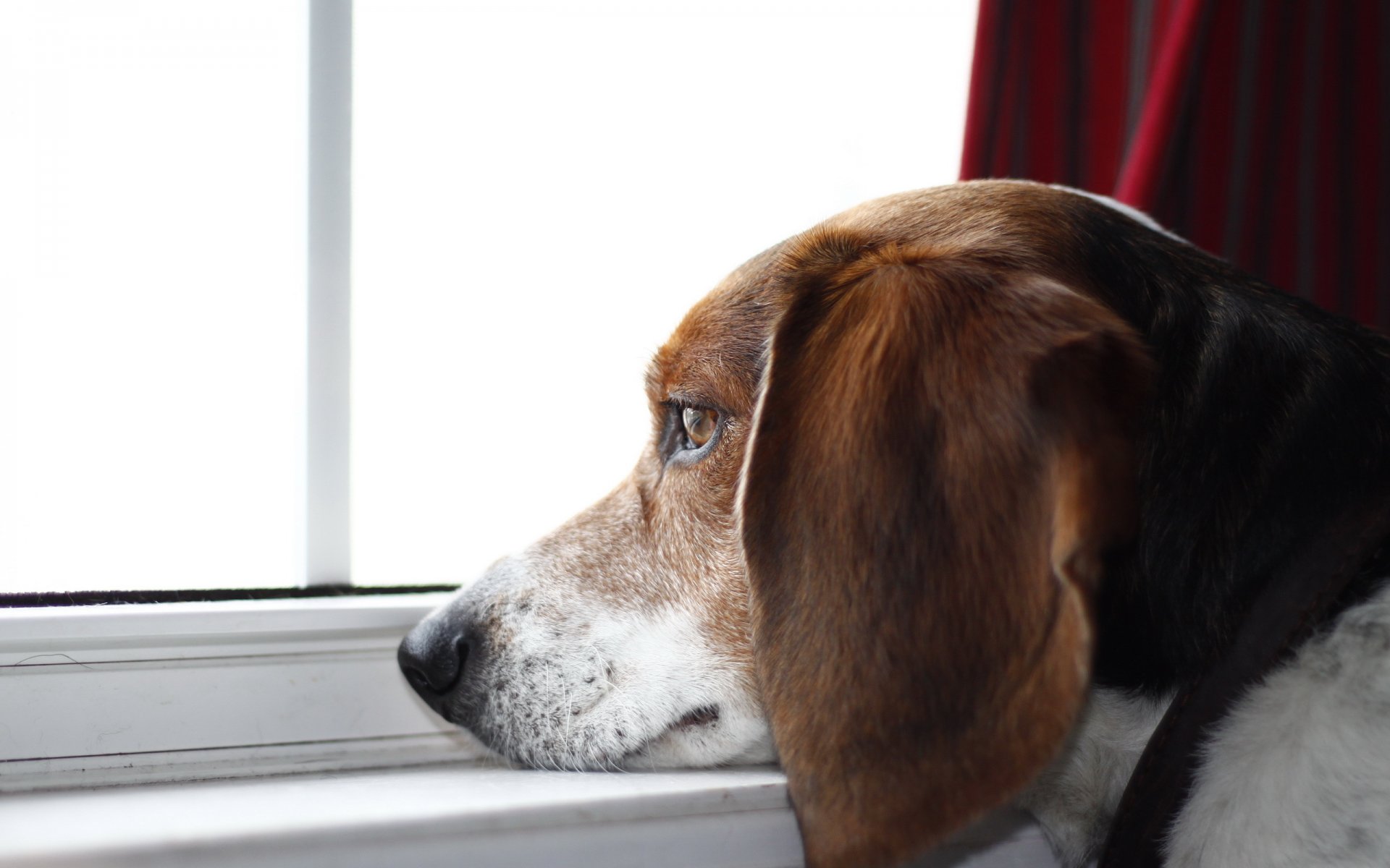 dog look friend