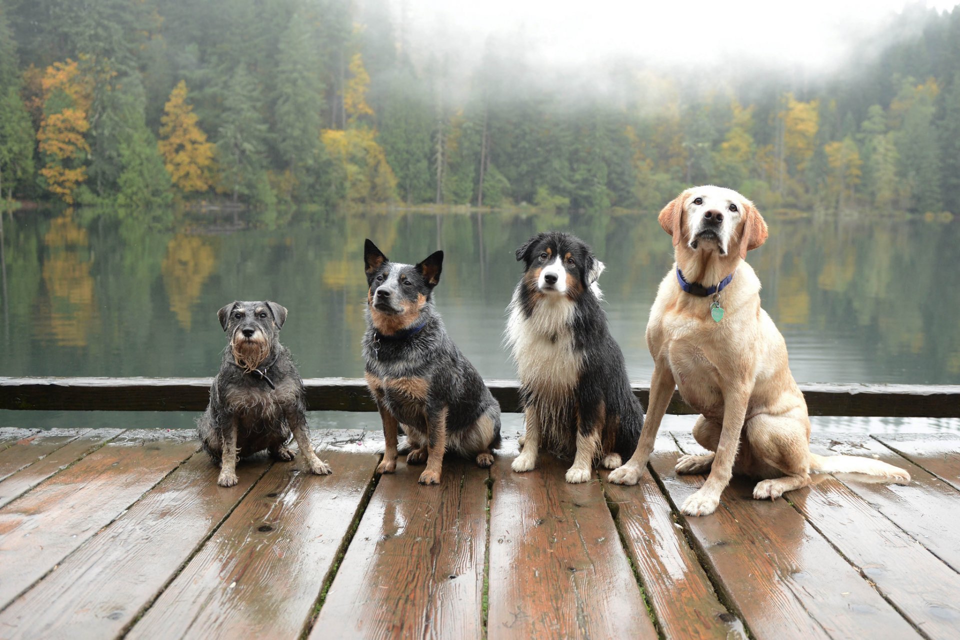 dogs friends background
