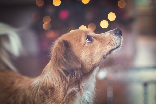The dog looks at a friend