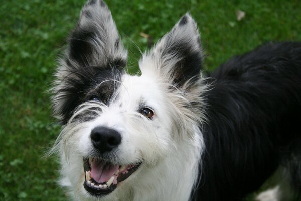 The black and white dog smiles playfully