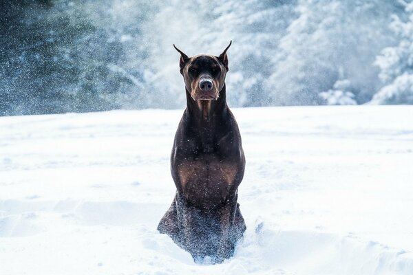 Doberman in the snow in winter