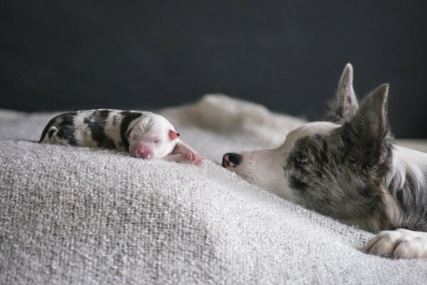 A dog watches a sleeping puppy