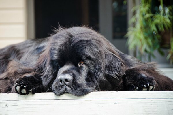 Black Dog Diver - Newfoundland