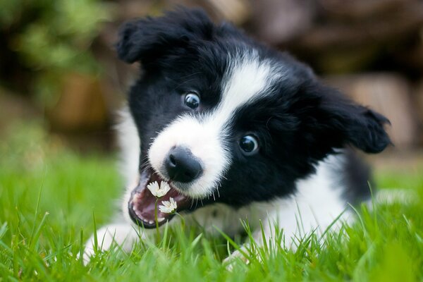 Happy and playful collie puppy
