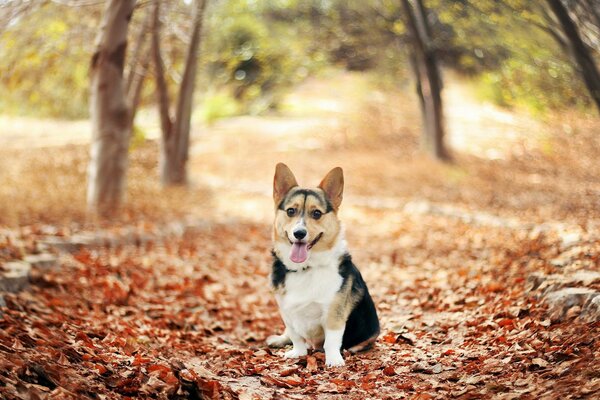 Cute corgi in the autumn forest