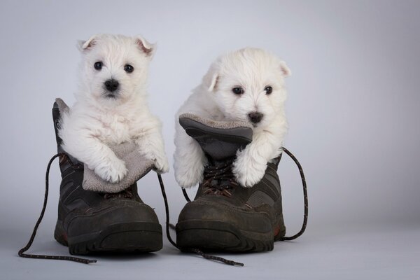 Cute photo of little puppies