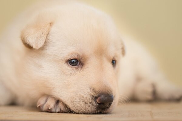 A small white puppy is lying on its paw
