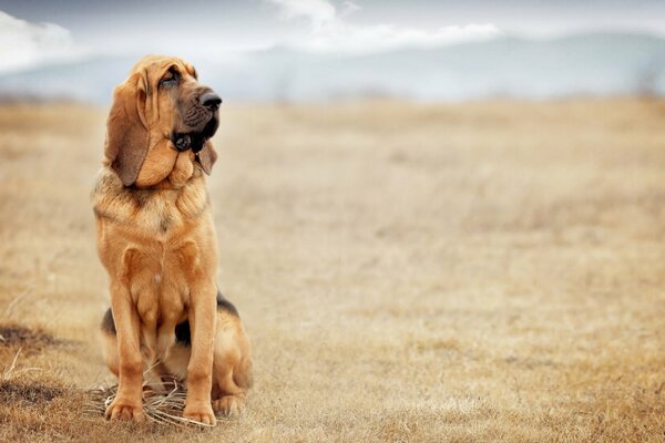 A dog in a field looks into the distance