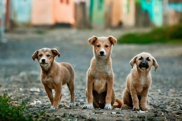 Three funny red-haired puppies