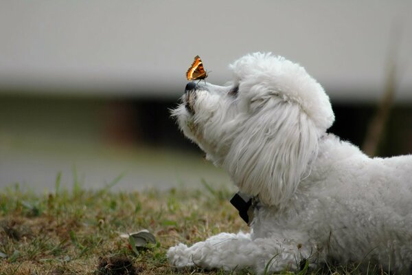 A butterfly landed on the dog s nose