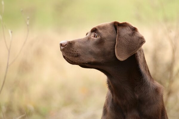 Assessing the situation with a confident look