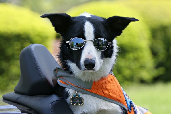Can we take a ride? I drive great
