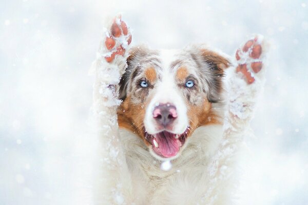 Dog winter fun paws in the snow