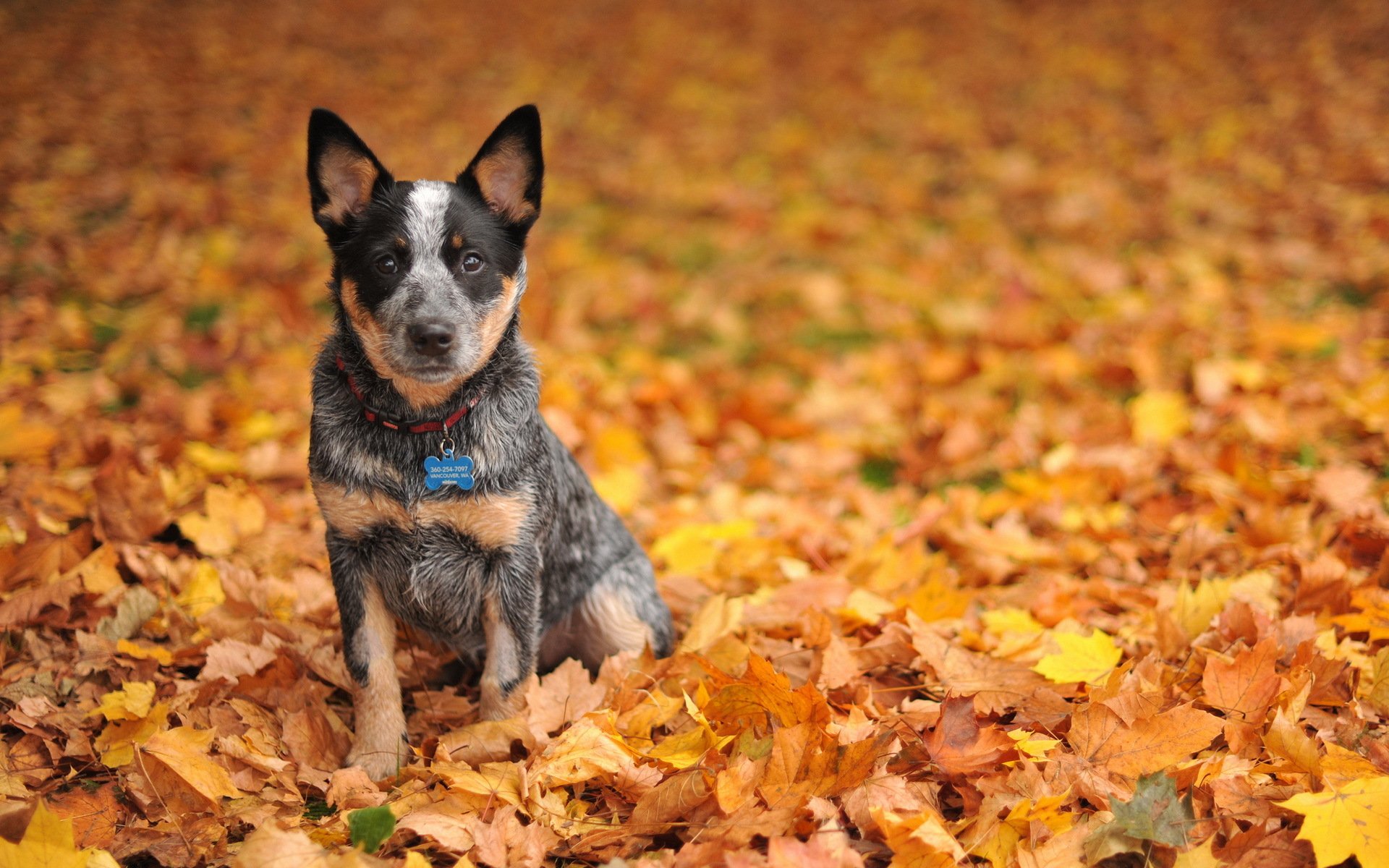 dog other autumn