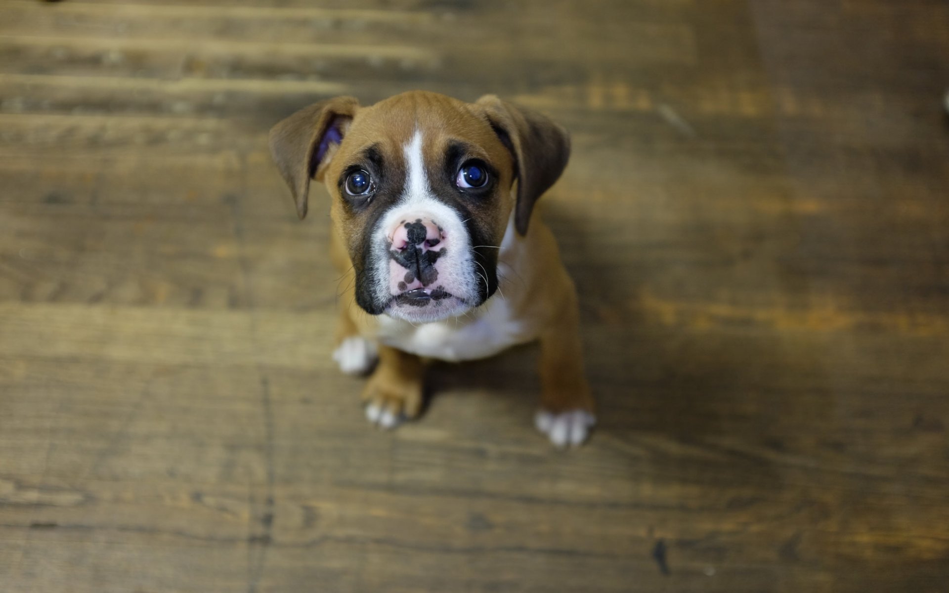 dog puppy view