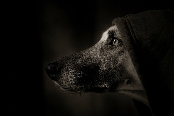 Part of the dog s muzzle under a black hood