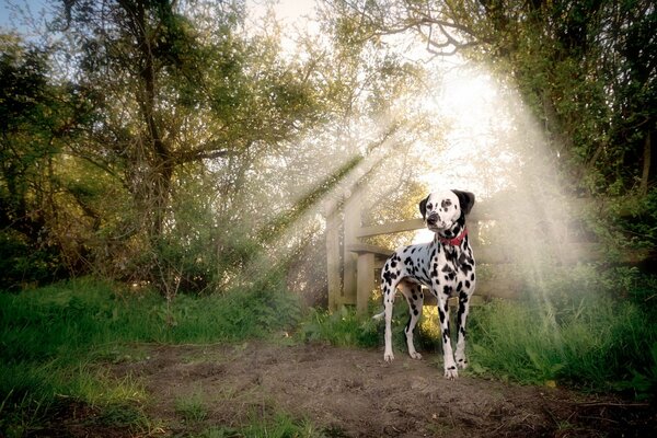 Dog dolmatin is a loyal friend