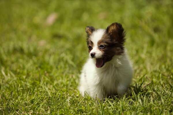 A little puppy runs on the grass