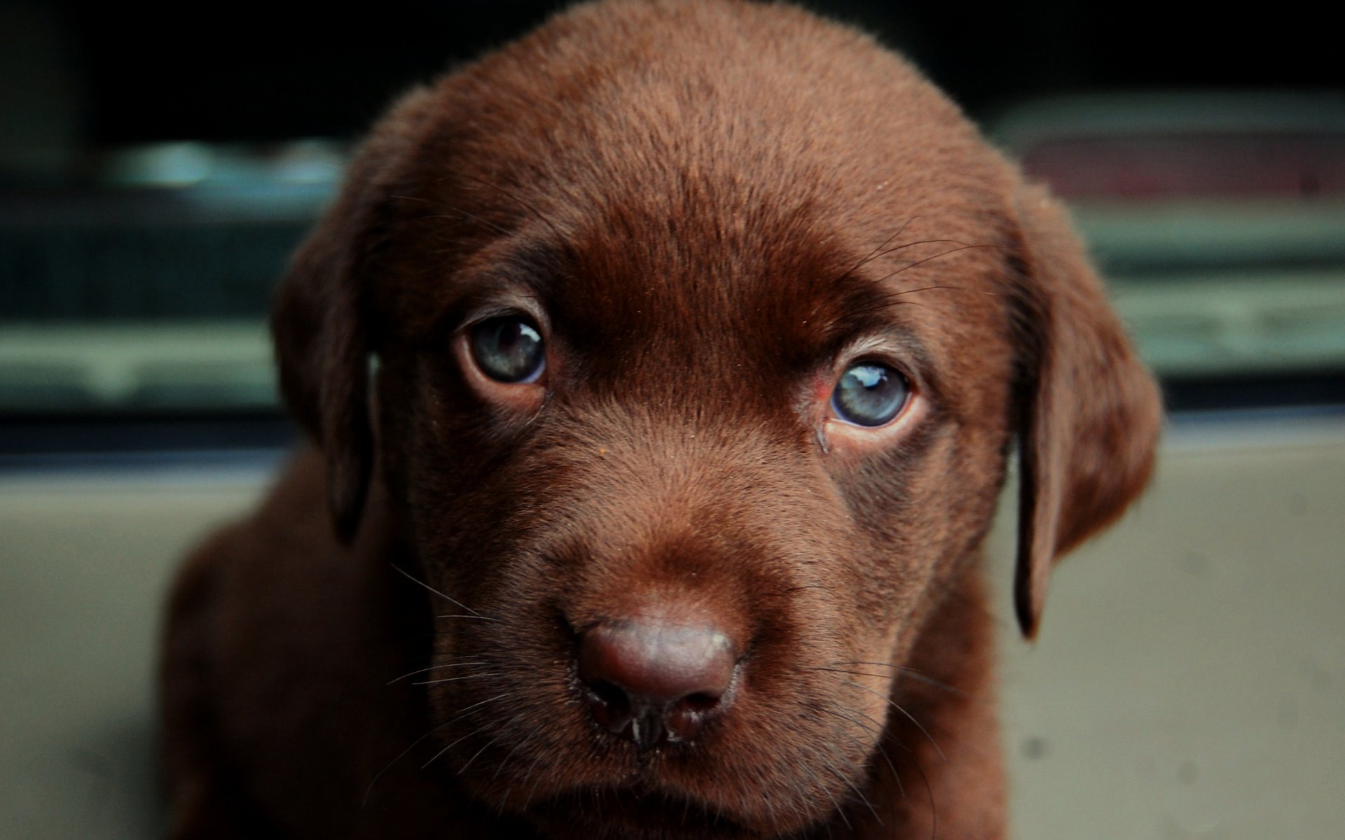 dog dog puppy