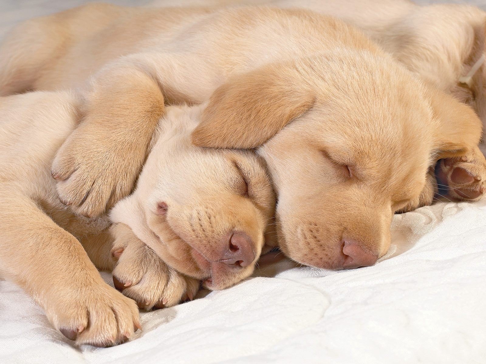puppies labrador sleep feet nose