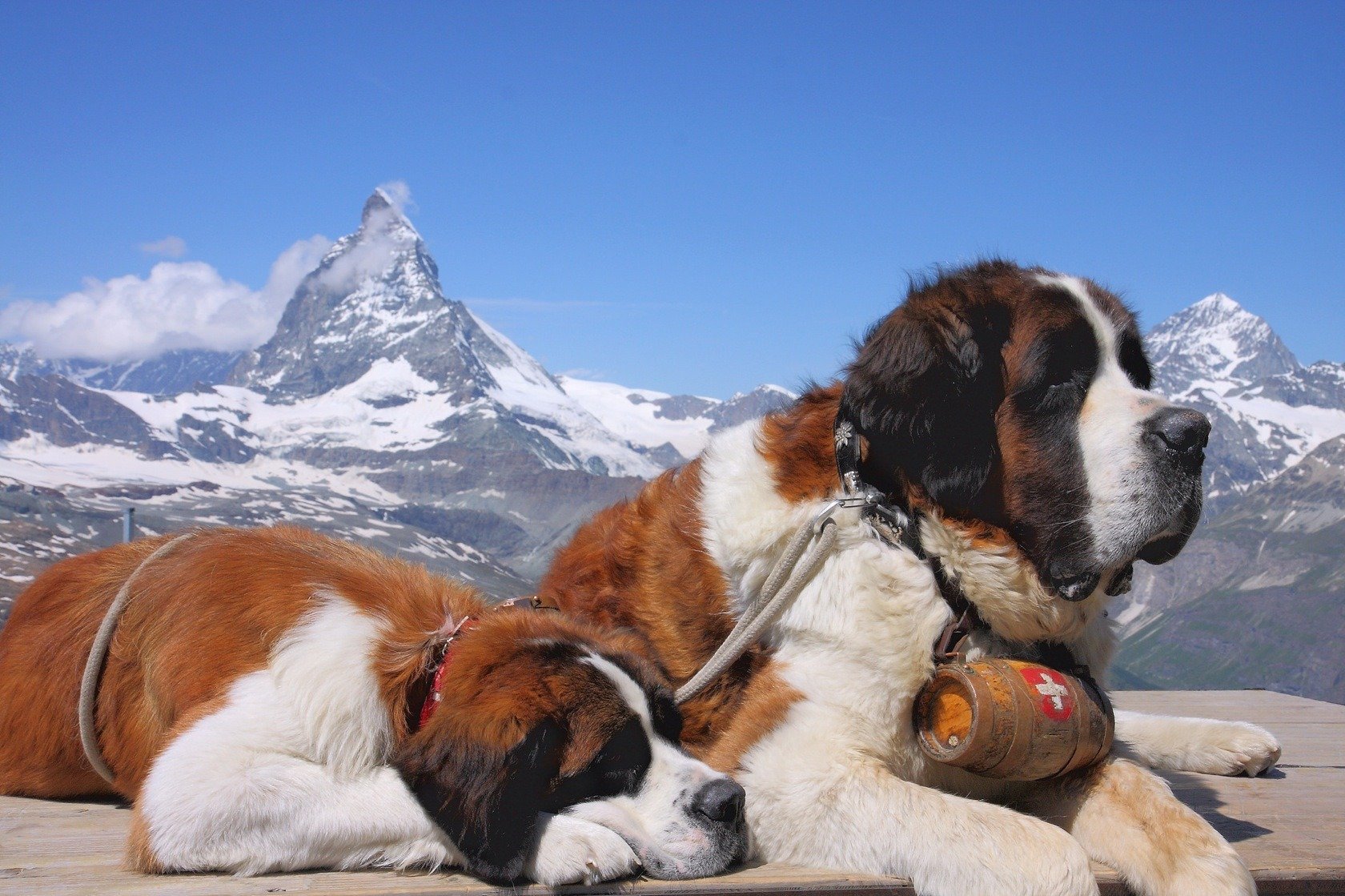 dogs lie st. bernard lifeguard mountain snow top
