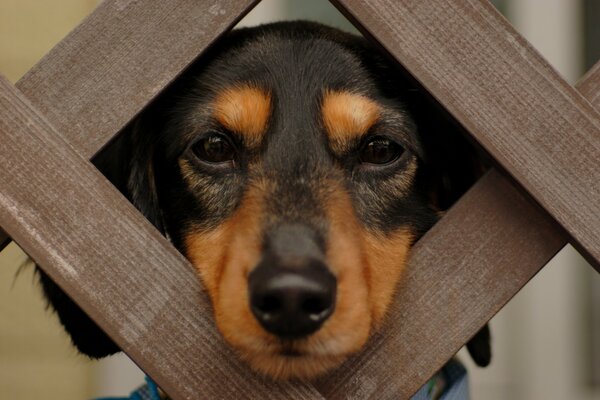 A small, cute dog is sad alone