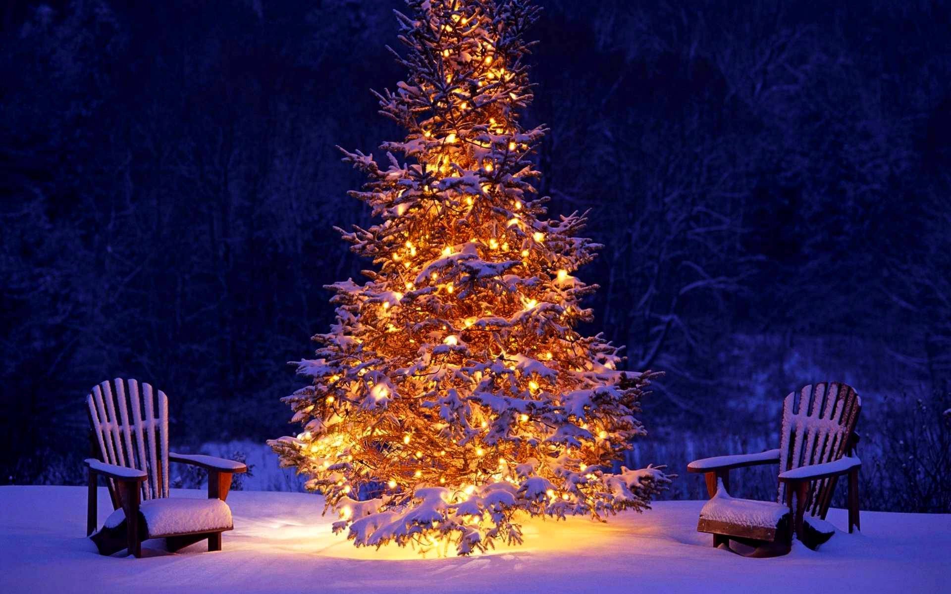 winter vacation snow forest christmas tree lanterns happy new year christmas winter christmas tree lights new year holiday