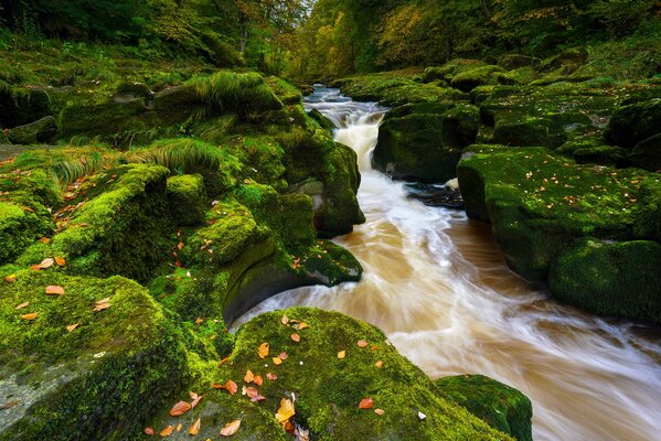 Beautiful river and leaves on the rocks