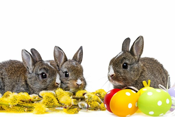 Three rabbits next to colored Easter eggs