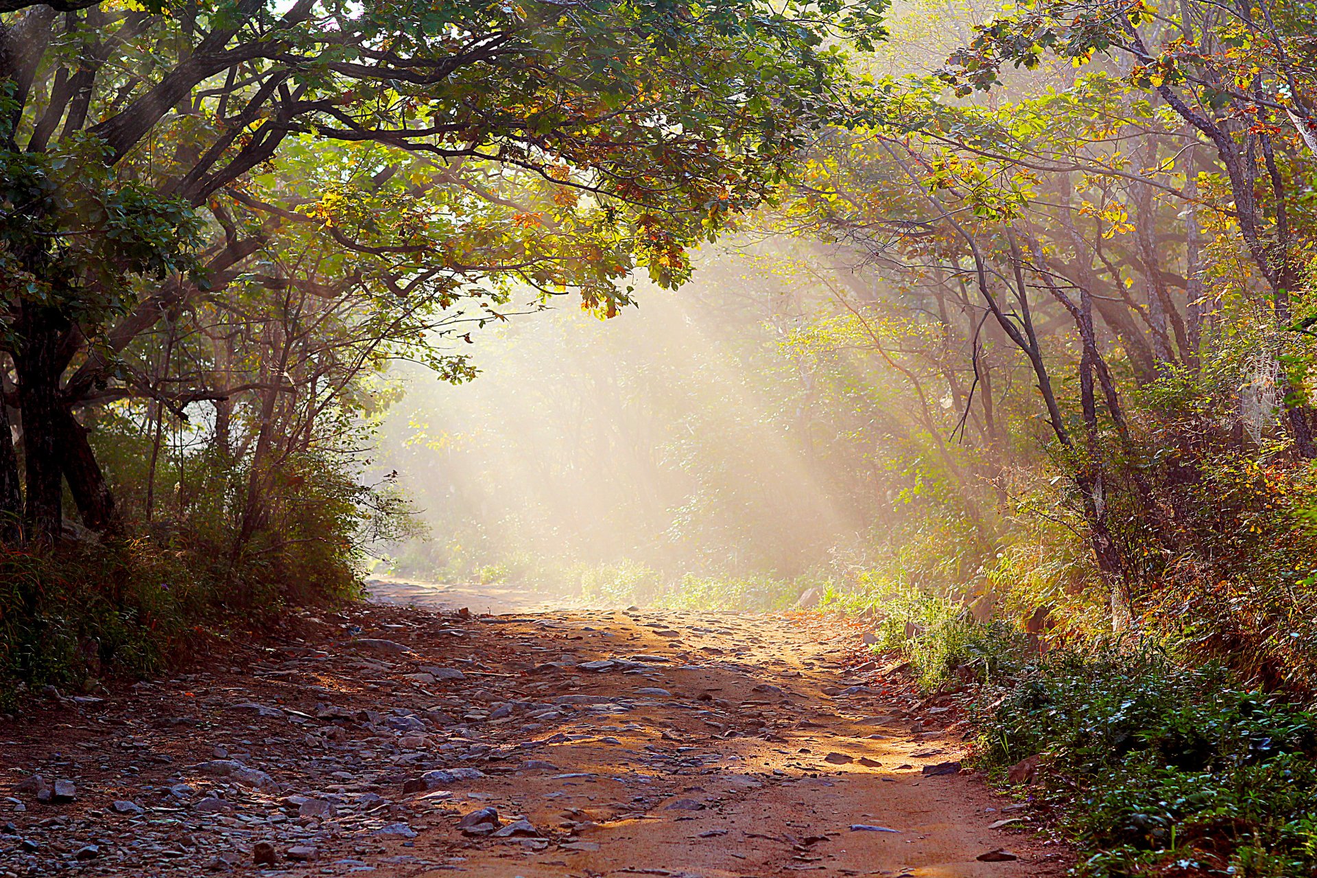 forest light rays road fog nature photo