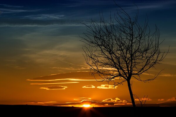 The sun sets in the savannah against the background of a lonely tree