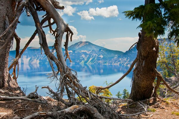 Old trees on the lake shore