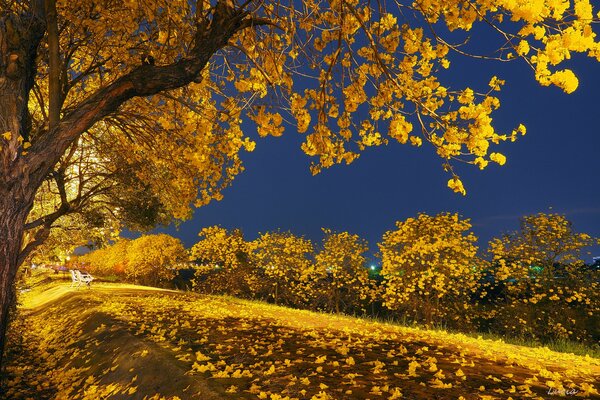 Autumn park with yellow leaves