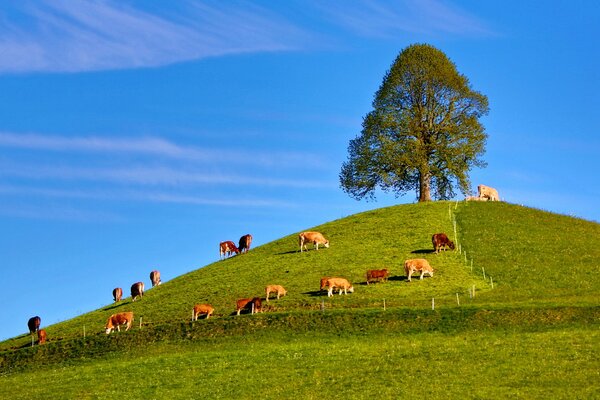 A herd of cows grazing on a hill