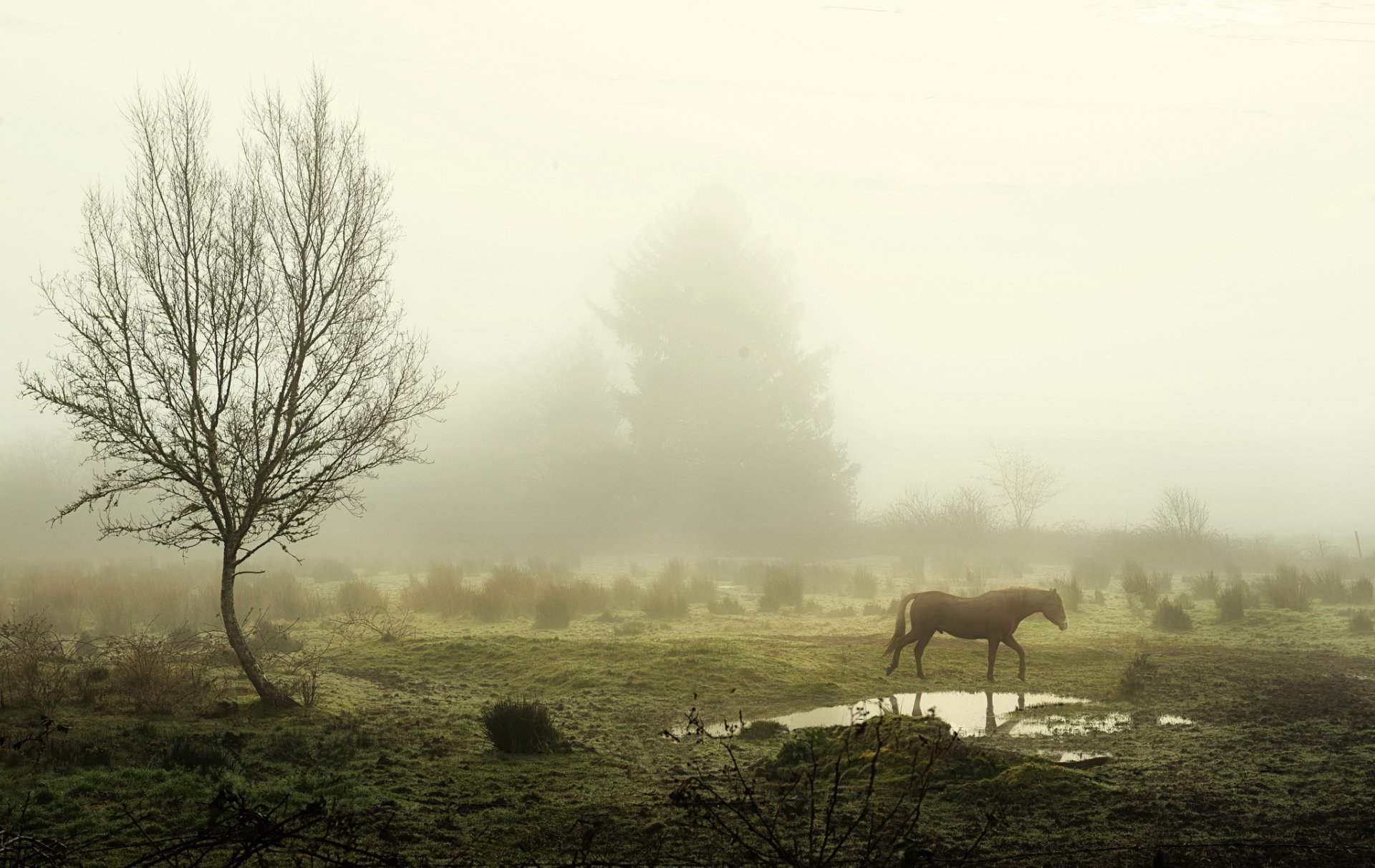 morning fog tree a pool horse